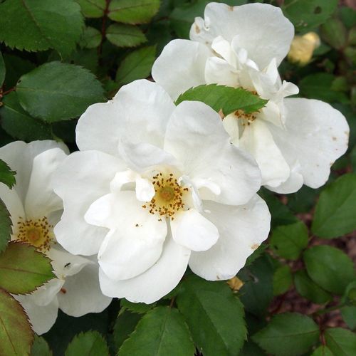 Vendita, rose rose floribunde - bianco - Rosa White Knock Out® - rosa dal profumo discreto - William J. Radler - ,-
